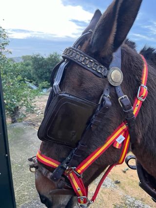 Arreos de mulo limonera