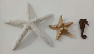 Lotto 2 Stelle Marine e Cavalluccio Marino