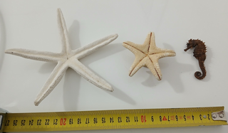 Lotto 2 Stelle Marine e Cavalluccio Marino