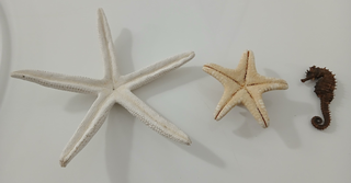 Lotto 2 Stelle Marine e Cavalluccio Marino