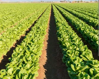 SERVICIOS INGENIERO AGRONOMO AUTONOMO