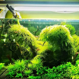 Musgo Llorón Vesicularia ferrieri