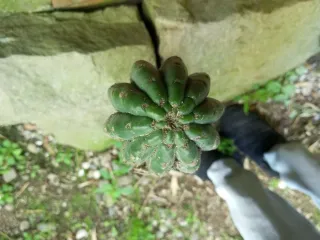 Cactus ornamental grande