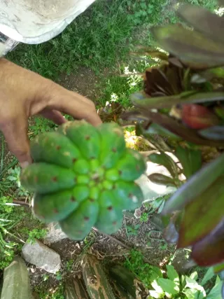 Cactus ornamental grande