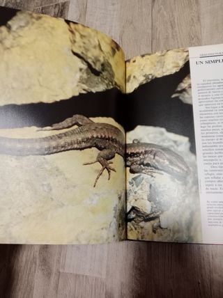 Lote 2 libros:  El reto de la vida