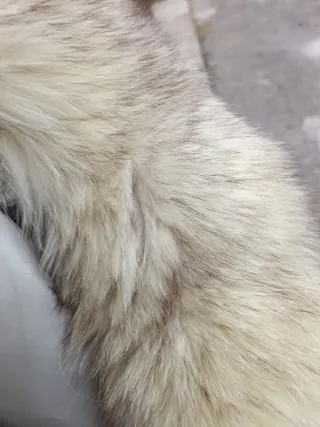 Pelliccia volpe della Groenlandia veste 42-46