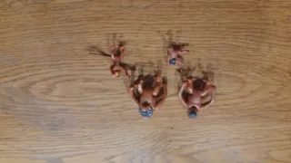 Animales Isla Pirata