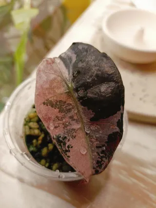 Alocasia Polly Pink Variegata