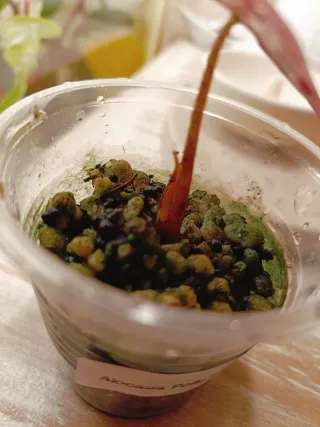 Alocasia Polly Pink Variegata