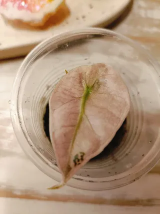 Alocasia Polly Pink Variegata