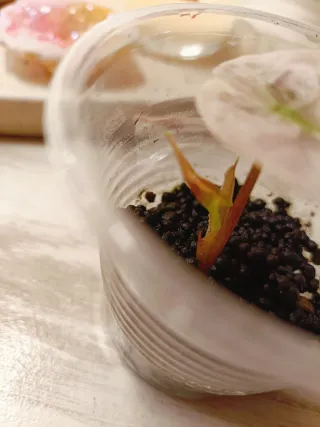 Alocasia Polly Pink Variegata