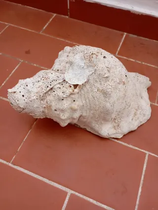 Caracola grande decorativa