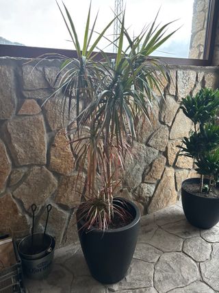 Planta de interior Dracaena