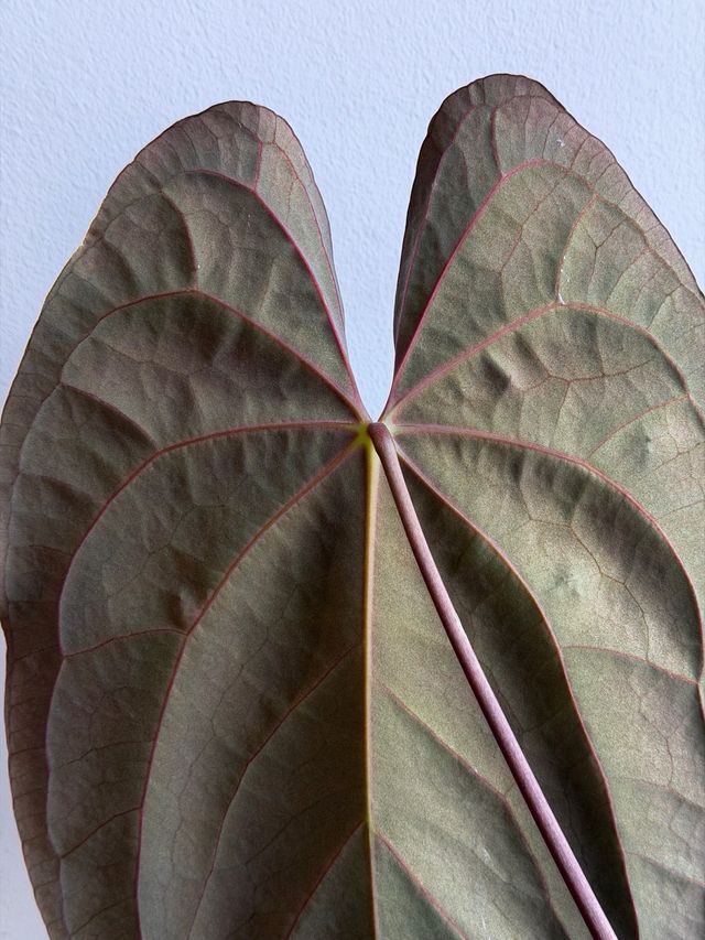 Anthurium Papillilaminum BV x Dark Phoenix XL A