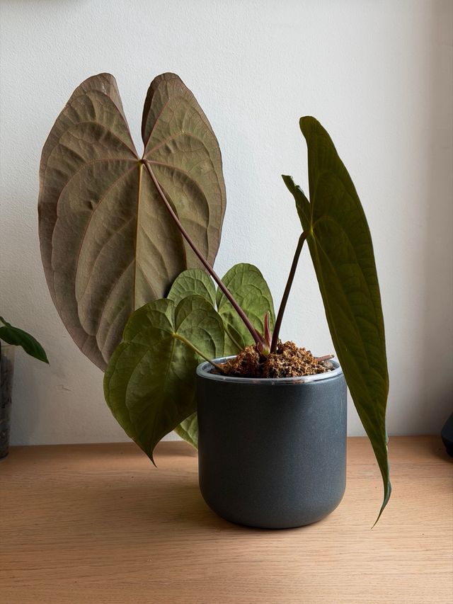 Anthurium Papillilaminum BV x Dark Phoenix XL A