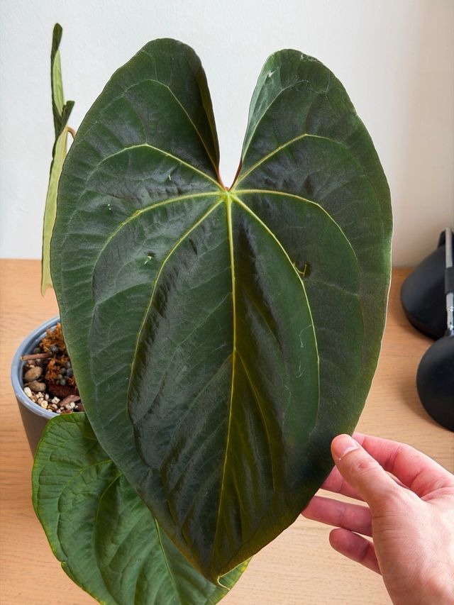 Anthurium Papillilaminum BV x Dark Phoenix XL A