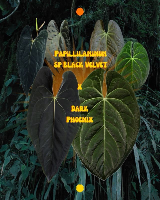 Anthurium Papillilaminum BV x Dark Phoenix XL A