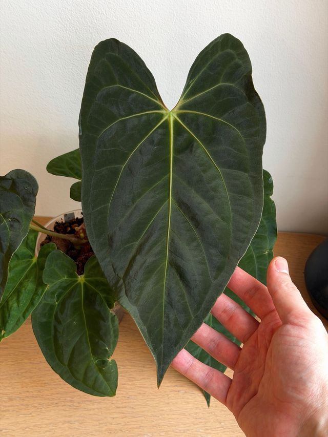 Anthurium Papillilaminum BV x Dark Phoenix XL B