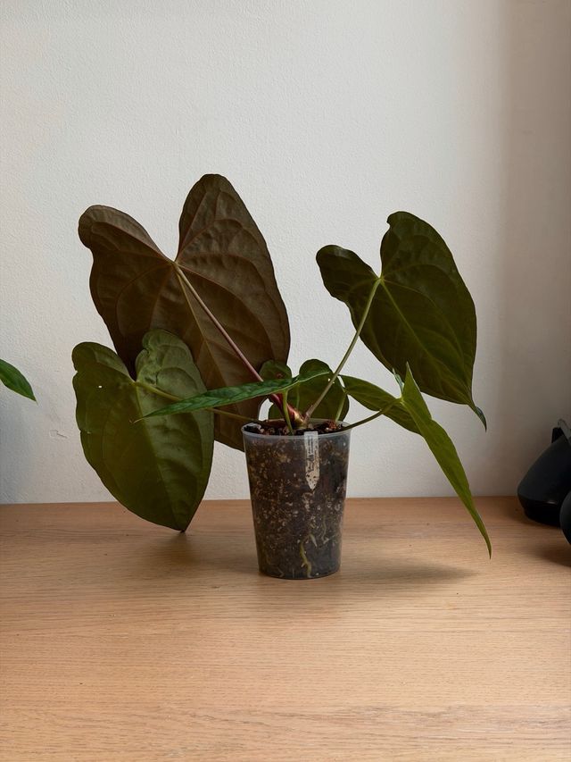 Anthurium Papillilaminum BV x Dark Phoenix XL B