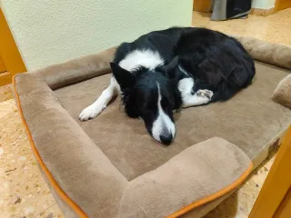 Cama para perro