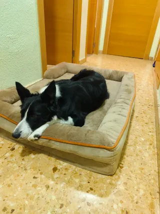 Cama para perro
