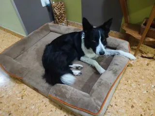Cama para perro
