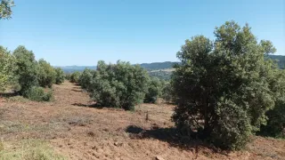 Olivar en venta