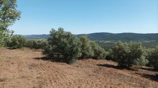 Olivar en venta