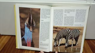 Diccionario de animales