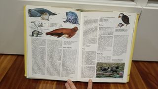 Diccionario de animales