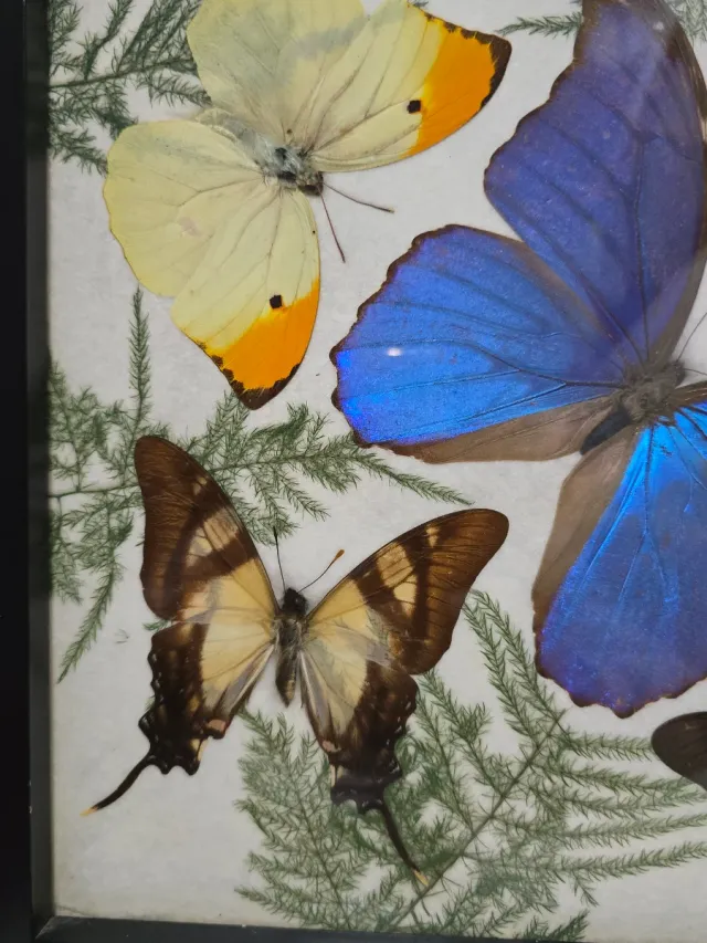 Colección Mariposas Marco Decorativo