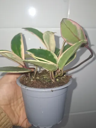 Hoya Carnosa Tricolor Flamingo Dream