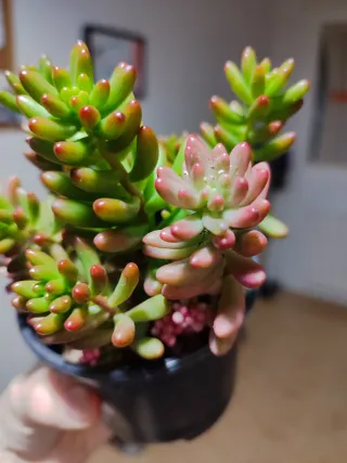 Sedum rubrotinctum variegado planta suculenta