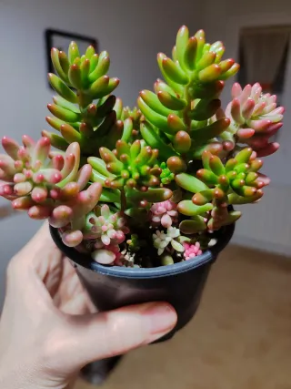 Sedum rubrotinctum variegado planta suculenta