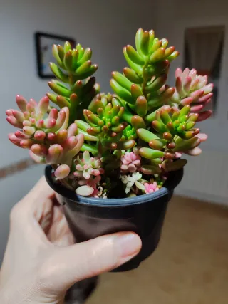 Sedum rubrotinctum variegado planta suculenta