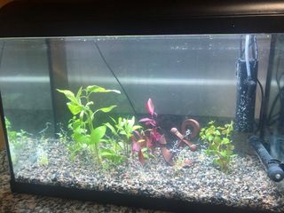 Acuario con plantas y decoración