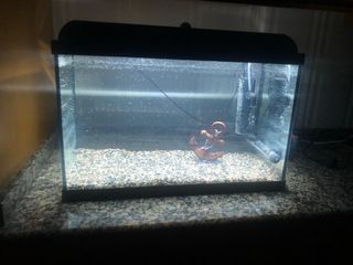 Acuario con plantas y decoración