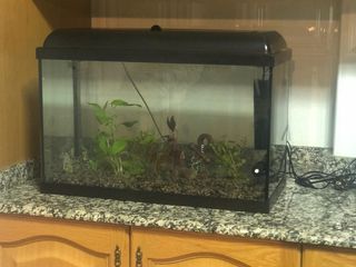 Acuario con plantas y decoración