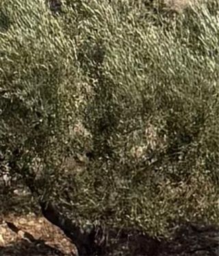 Olivos Picual en terreno