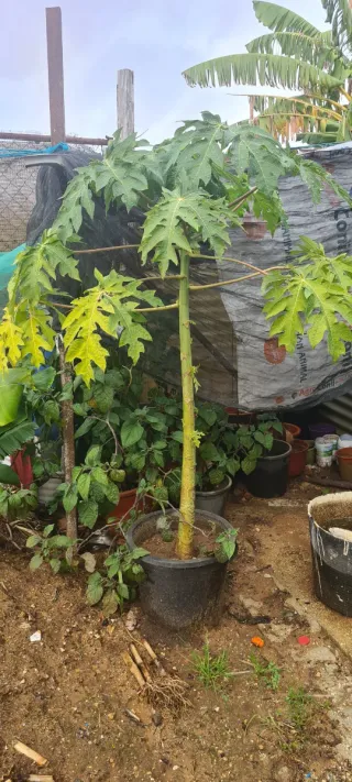 Árbol de Papaya