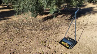 Raccoglitore di olive manuale N1