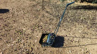 Raccoglitore di olive manuale N1