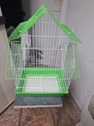 Jaula para pájaros verde y blanca