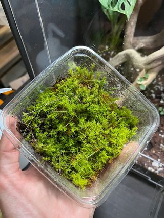 Muschio MIX per terrari e acquari