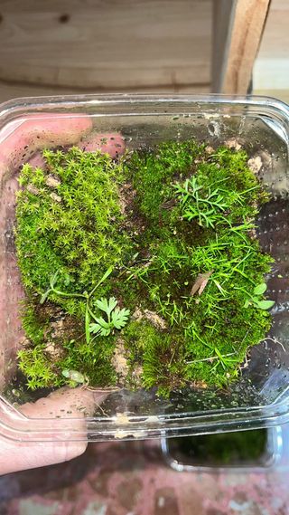 Muschio MIX per terrari e acquari