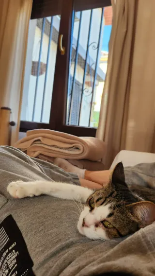 Cuidado de gatos y perros