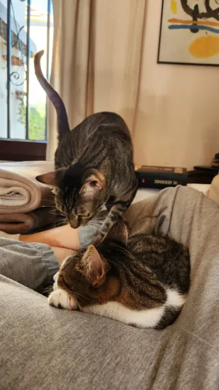 Cuidado de gatos y perros