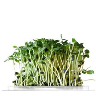 Microgermogli per la ristorazione