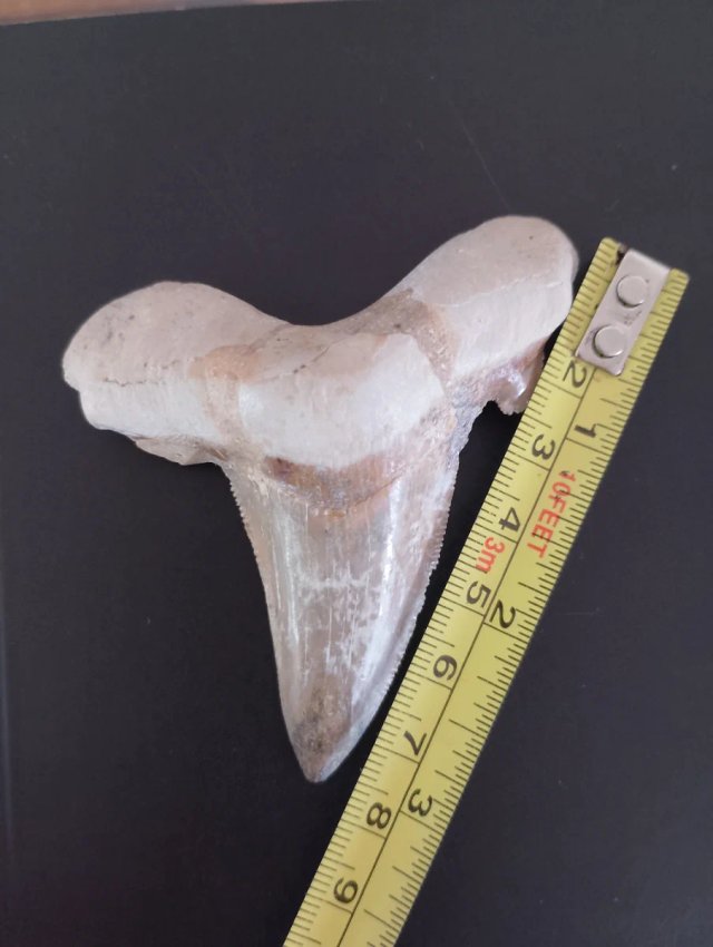 Diente fósil de Tiburón Otodus Sokolovi Fósil 8cm