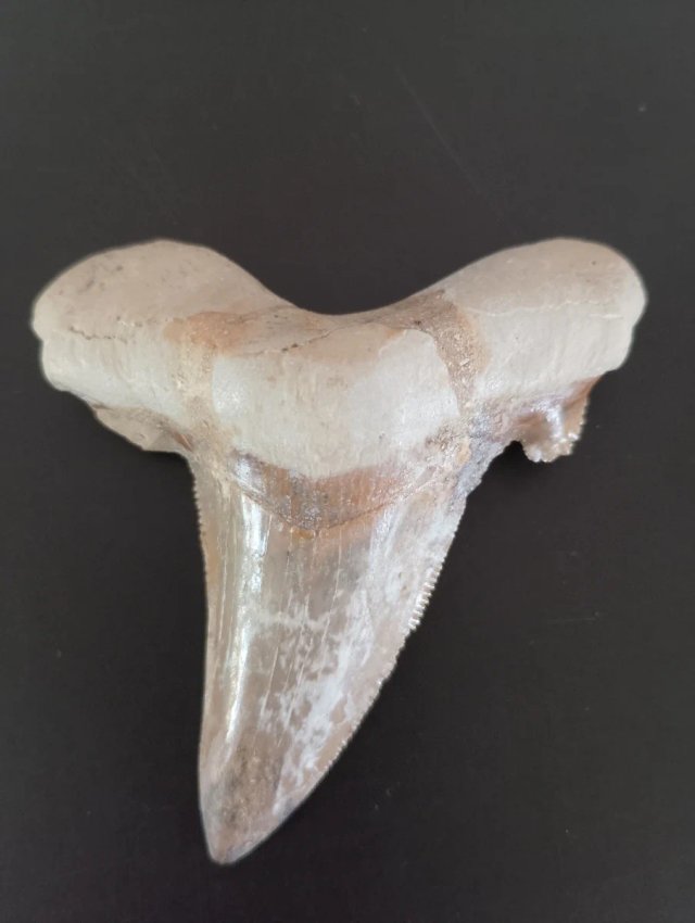 Diente fósil de Tiburón Otodus Sokolovi Fósil 8cm